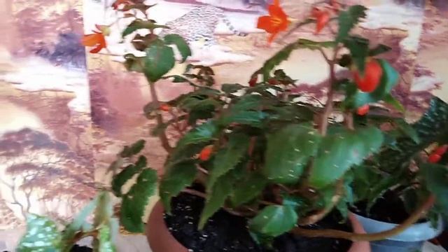 Бегонии глоксинии и чудо растение иризине линдена смотреть онлайн