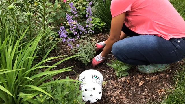 Planting Catmint “Walker’s low” смотреть онлайн
