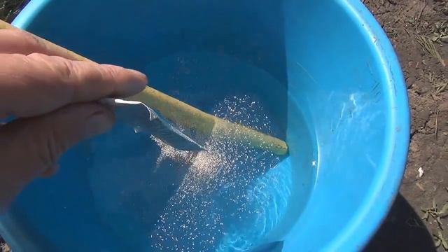 Опрыскиваем персик от курчавости