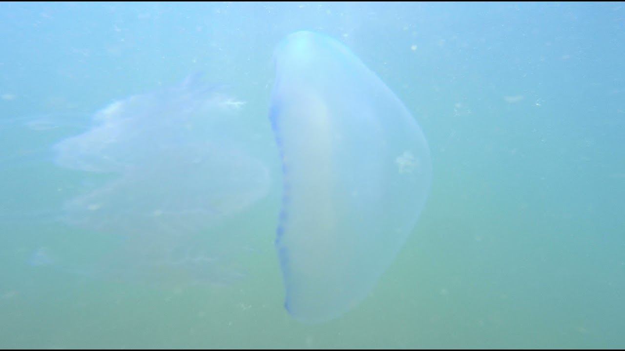 Корнеротик 4 смотреть онлайн