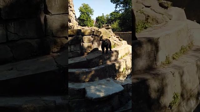 Бурые медведи в Калининградском зоопарке смотреть онлайн