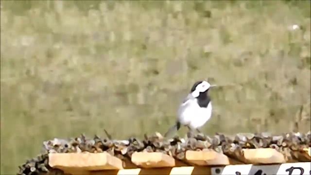 Белая трясогузка лат  Motacilla Alba