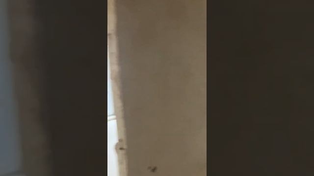 Светлая квартира в современном жилом комплексе «Парк Горького» в Череповце. смотреть онлайн