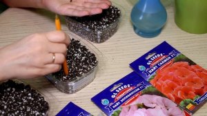 Пеларгония зональная. Как и когда сеять.