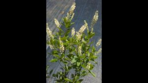 КЛЕТРА  (CLETHRA)  сем.  Клетровые