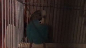 Первый день попугая Ари на новом месте 🦜