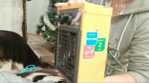 ТЕПЛОВАЯ ПУШКА - ОПАСНЫЙ ОБОГРЕВ КУРЯТНИКА ❓