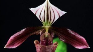 PAPHIOPEDILUM PURPURATUM  -  описание и основы ухода