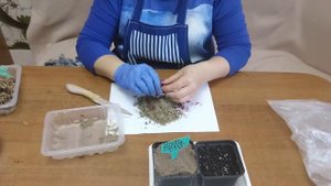 Клюква из семян Эксперимент