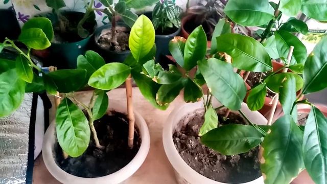 Выращивая годовалый лимон и мандарин из косточки, уход за лимоном из косточки