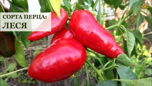 Перец ЛЕСЯ * Сорта перца