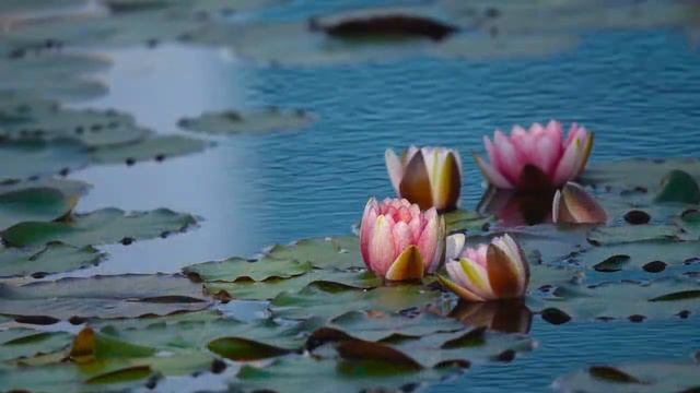 МИНИАТЮРА Музыка, исполнение и монтаж ролика -- Заури Оспанова. смотреть онлайн