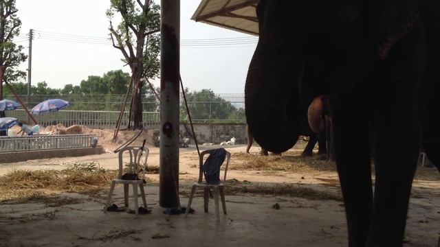 Тайские слоны / Thai elephants смотреть онлайн