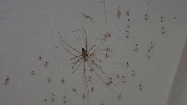 Синантропные виды пауков. Наши соседи. смотреть онлайн