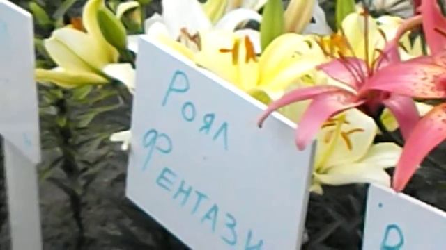 Цветы смотреть онлайн