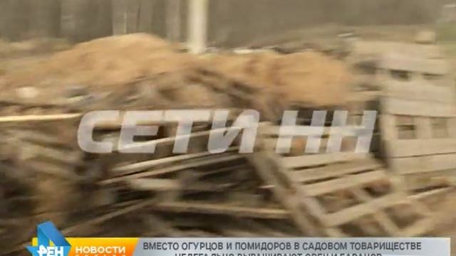 Козлы и бараны вне закона - участок в садовом товариществе превратили в нелегальную ферму смотреть онлайн