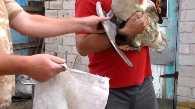 Серые гуси 50 дней отроду.Взвешиваю серого гуся в год и в 50 дней. смотреть онлайн