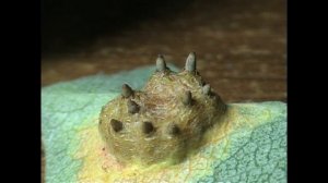 ГРУША заболевание или на листьях растет какой то зверь   помогите определить