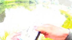 Ловля окуня на вертушки / Вращающаяся блесна Akara Coin