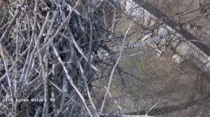 Воробьи разоряют гнездо аиста и строят свое