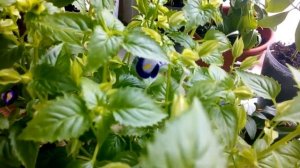 Торения-природы творение. Цветение в начале июля.