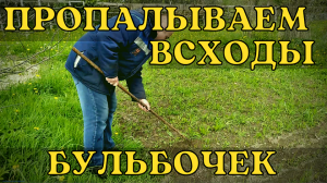 Пропалываю всходы чесночных бульбочек
