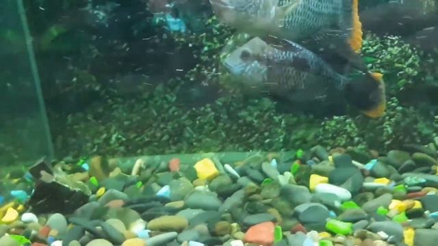 Выращивание малька Акары бирюзовой. День первый. смотреть онлайн