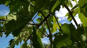 Корневая подкормка винограда, летняя чеканка побегов и др. на 01.07.2018.