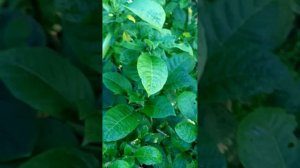 #бругмансия #бругмансиячеренкование #бругмансияподготовкакзимовке