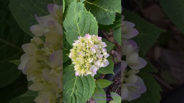 Endless Summer Hydrangea  2nd blooming season #gardentour #gardening #hydrangeas