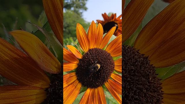 Red Sun Sunflowers