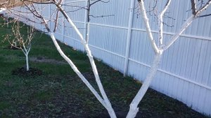Как приготовить хорошую весеннию побелку для деревьев.