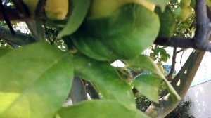 Бонсай из лимона. Возможно ли сделать бонсай из лимона? Подходит ли Citrus limon для бонсай?