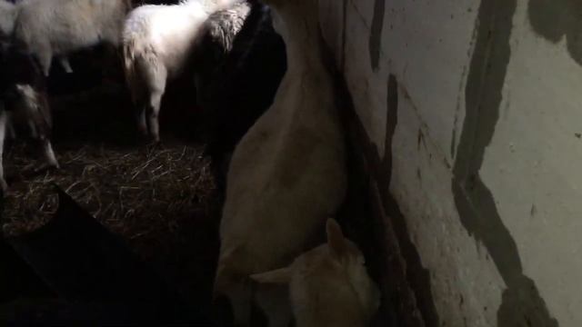 Родились ягнята. Приемный поросенок смотреть онлайн