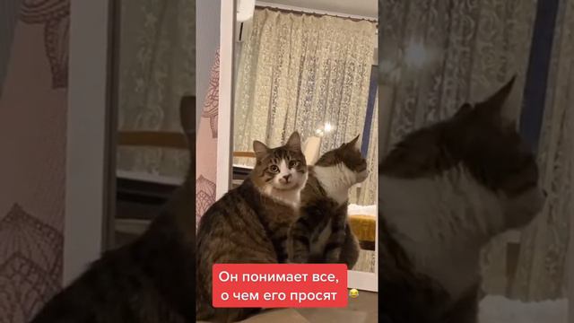 У моего кота есть одна особенность.Подпишись🙏🏻🙏🙏