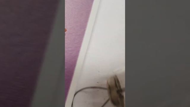 Ёлочная игрушка, медальон "ДЕД МОРОЗ ДВУХСТОРОНИЙ " стекло , подвеска смотреть онлайн