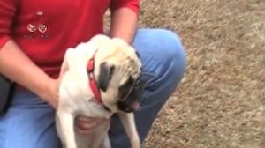 Rob Zombie - Dragula (Animal Cover)