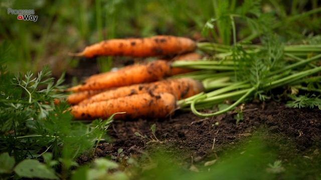 Подкормка Которая Сделает Морковь Слаще Меда! Чем Подкормить Морковь Для Сладости Корнеплода?