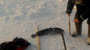 Ловля налима. #рыбалка