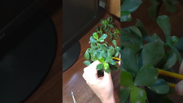 Crassula Undulatifolia Blue Bird Pruning. Весняна обрізка. Грошове дерево. Jade pruning.