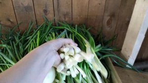 СКОЛЬКО Я ЗАРАБОТАЛА НА ЗЕЛЁНОМ ЛУКЕ НА НОВЫЙ ГОД