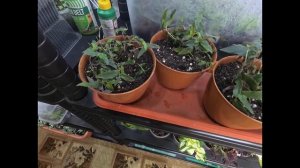 КАЛЛИЗИЯ РАСТЕНИЕ ДЛЯ ДОМА И САДА! СОДЕРЖАНИЕ ЗИМОЙ.СПОСОБЫ РАЗМНОЖЕНИЯ.ОБЗОР РАСТЕНИЙ.