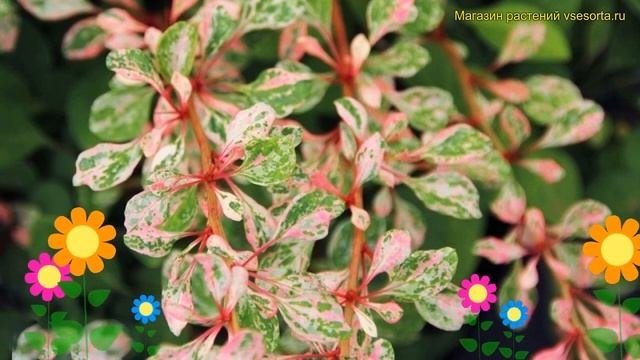 Барбарис тунберга. Краткий обзор, описание характеристик Berberis Thunbergii Joanna