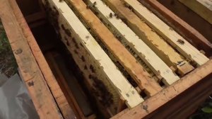 Большой недостаток улья на рамку 145