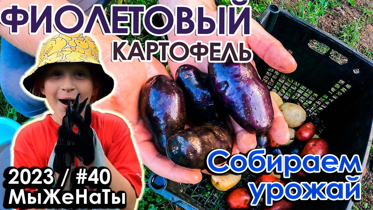 Спеют АРТИШОКИ / Фиолетовый картофель? / #40/2023/