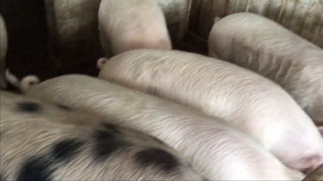 Юра сбежал ) утепляю  навес для бычков как могу ) отдал своё одеяло !