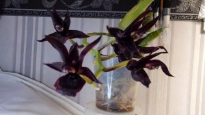 Цветение моей Monnierara Millennium Magic 'Witchcraft'