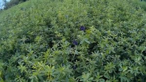 Люцерна посевная (растения полезные и ядовитые для кроликов)