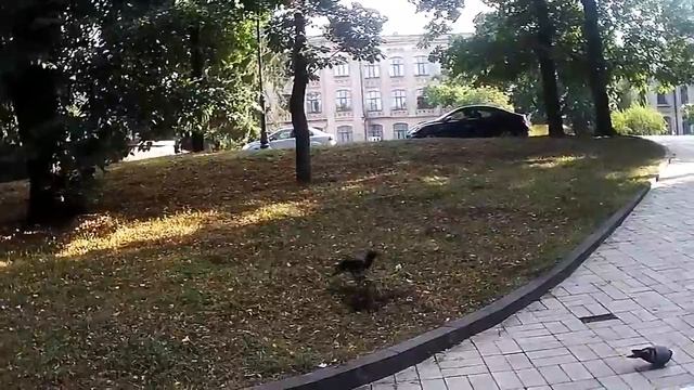 Ворона взлетает с пенька смотреть онлайн