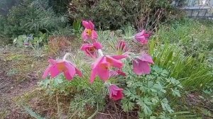 Прострел цветет